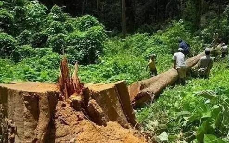 緬甸花梨（大果紫檀）逐漸成為紅木家具的“主力軍”。