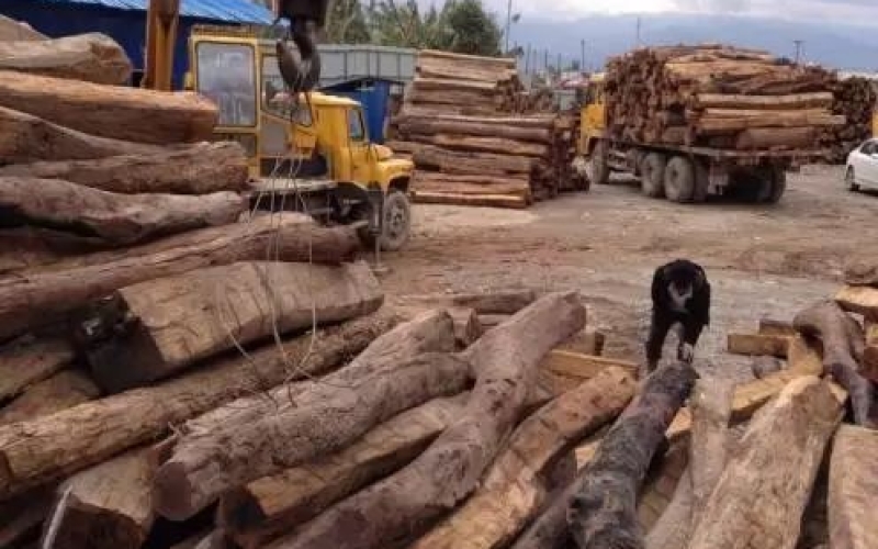 緬甸花梨憑什么，價格一路上漲....